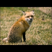 Red Fox sit srgb copyrt.jpg